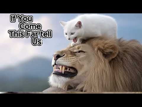 When Love Has No Size, No Species, No Limits 🐱❤️🦁 | A Story That Touched America