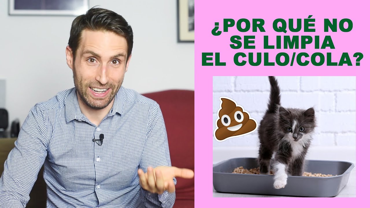 ¿Por qué mi gatito no se limpia bien su culo/cola