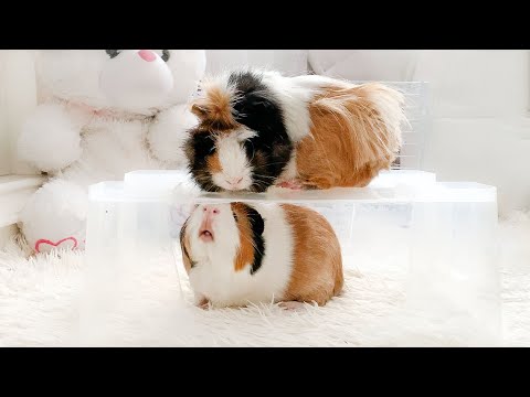 Compilation des échecs du cochon d'Inde 2025 - trop mignon pour être manqué ! ❤️🤣