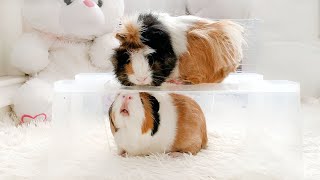 Compilation des échecs du cochon d'Inde 2025 - trop mignon pour être manqué ! ❤️🤣