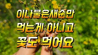 뽀리뱅이나물 지금은 꽃대도 나물 튀김요리로 드세요 효능도 좋고 맛도 좋아요