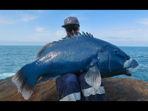 download lagu mp3 mp4 Blue Groper Fish, download lagu Blue Groper Fish gratis, unduh video klip Blue Groper Fish