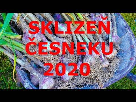 , title : 'Sklizeň česneku 2020'