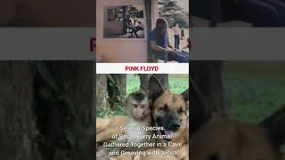 PINK FLOYD - Several Species of Small Furry Animals Gathered Together in a Cave and Grooving with a/