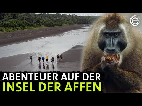 Unter Afrikas Affen ‒ Das Abenteuer | Erlebnis Erde