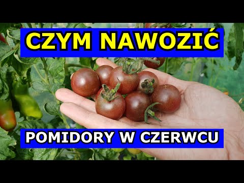 Czym Nawozić Pomidory w Czerwcu, aby DOBRZE PLONOWAŁY. Nawożenie Pomidorów. Jak nawozić Pomidory.