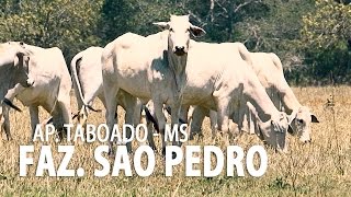 preview picture of video 'Matsuda Fós Reprodução (Faz. São Pedro)'