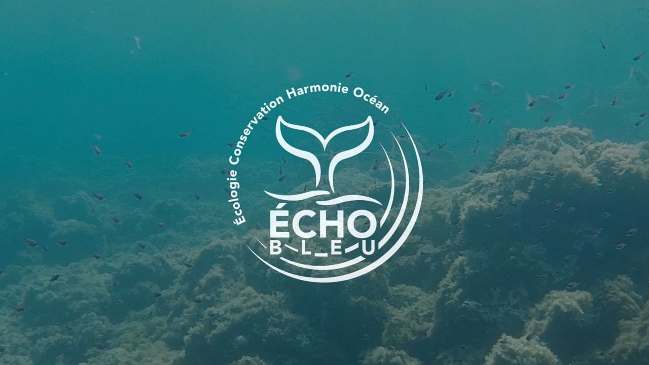 La pollution sonore sous-marine : ce que les poissons entendent vraiment !