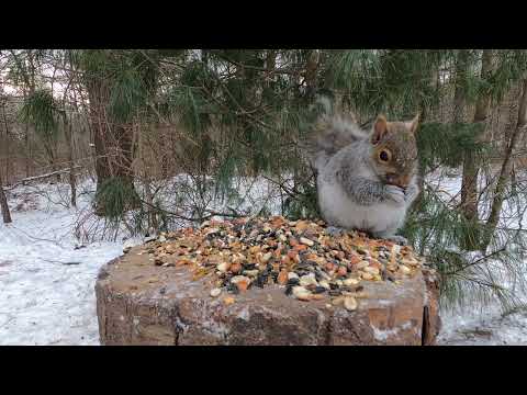 a very cute squirrel