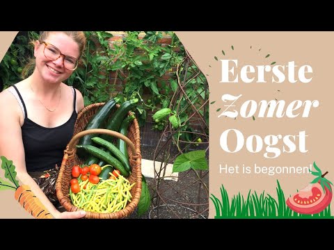 , title : 'Eerste  GROTE OOGST van het MOESTUIN Seizoen! | Tomaten,  Sperziebonen, Courgette & Komkommers'