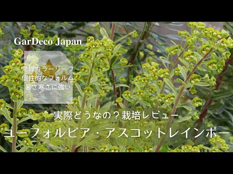園芸 ユーフォルビア ブラックバード