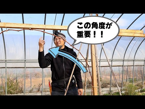 エンドウ豆を植える時期