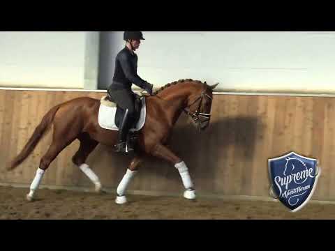 'Vanquish' 2019 Stallion by Vitalis x Foundation