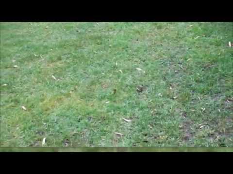 Wofür ist der Eisendünger beim Rasen gut | Rasen Moos frei | Moos im Rasen bekämpfen - NewWonder555