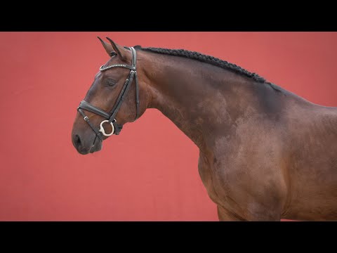 **SOLD**  Bombproof Piro Free Lusitano Gelding (REF#529)