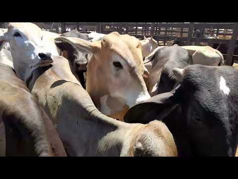 Feira de gado em tabira Pernambuco 