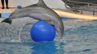 Dolphin cards Dolphin Show