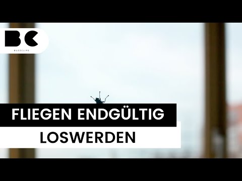 How to get rid of flies from your home for good