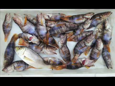 Svi me zovu bodulo - Joso Špralja