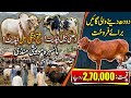 Mansehra Bakra Mandi Update Mansehra Mall Mandi Update Milking Cows Fatehjangi Bulls