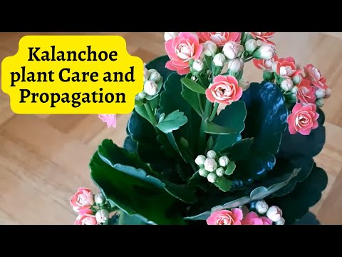, title : 'Kalanchoe plant Care and Propagation #kalanchoe'