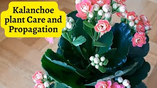 Kalanchoe plant Care and Propagation #kalanchoe