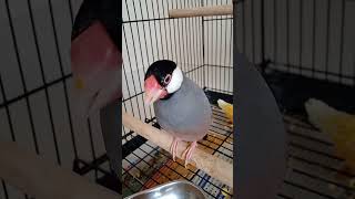 Download lagu Suara burung Javafinch asli | Burung berkicau | Suara burung Javafinch betina #lucu #shorts #tren #cinta #bernyanyi mp3 Download lagu Suara burung Javafinch asli | Burung berkicau | Suara burung Javafinch betina #lucu #shorts #tren #cinta #bernyanyi mp3