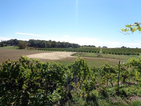 Vineyard Site Selection | Part 3 - The Valley - Grape Video #41