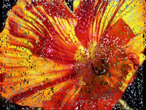 Jan Nedvěd   Všechno nejlepší