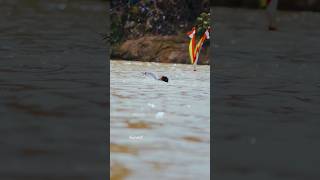 Download lagu HAMPIR TENGGELAM 😱 BOCIL TUKANG TARI PACU JALUR mp3