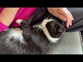 Tuxedo Cat Chilling Out Next To His Owner