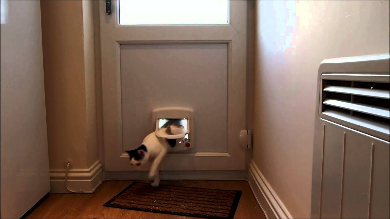 Cat Flap Fitted into a UPVC Panel