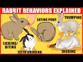Rabbit Body Language: Meaning Behind 15 Strangest Rabbit Behaviors | Rabbits Jaw-Dropping Facts