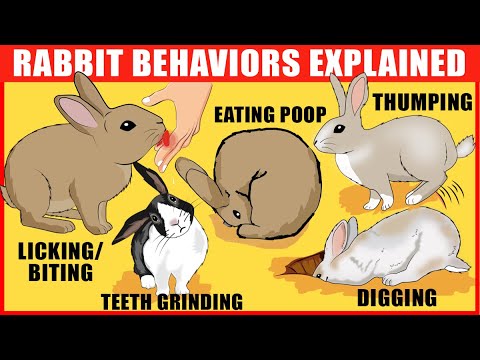 YouTube video about: How many whiskers do rabbits have?