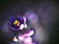 Beegie Adair Trio  ✿ Always On My Mind