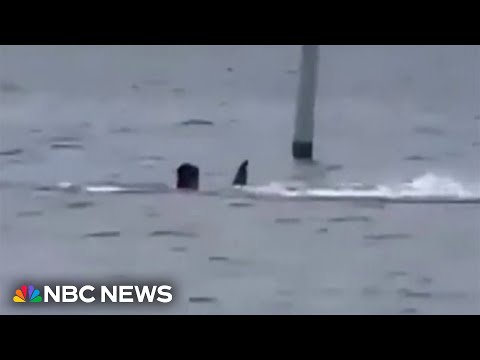 Harrowing shark attack in Florida captured on camera