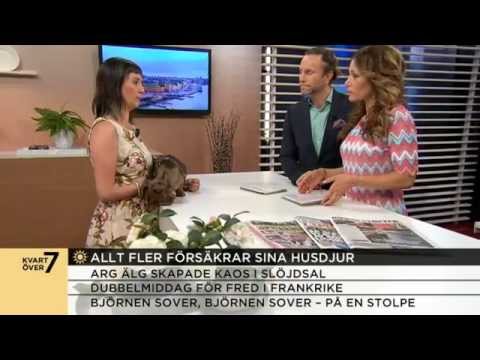 Allt fler försäkrar sina husdjur - Nyhetsmorgon (TV4)