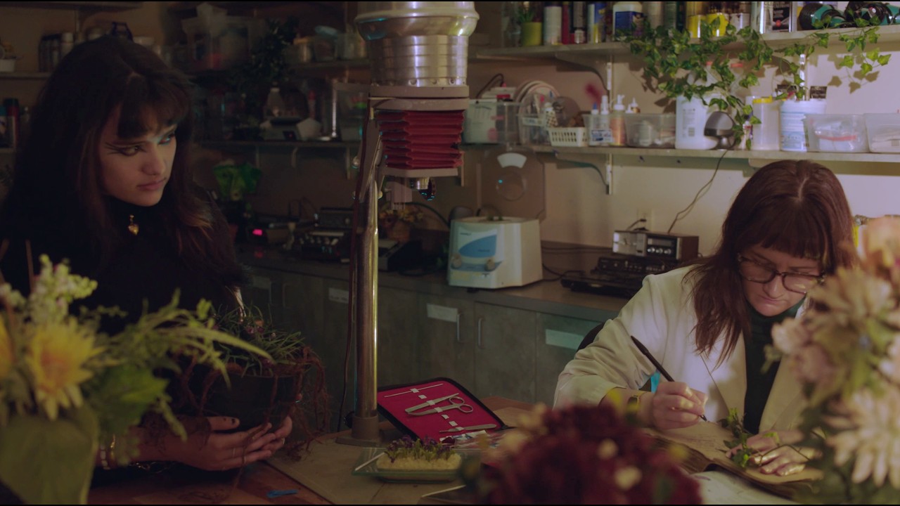 Miniature de la vidéo When A Doveweed Blooms (2025) du film When A Doveweed Blooms