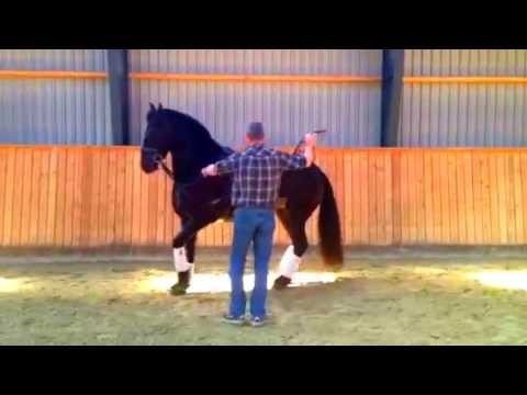 Trista - piaffe training with Jørgen Olsen 4.th lesson