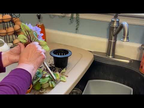 Cutting the Crown Off an African Violet and Repotting It | You Can Do This!  Here’s How