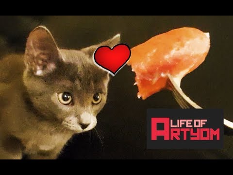 Life of Artyom: part 2