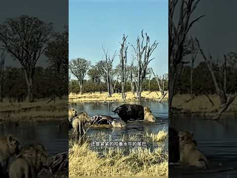 五頭雄獅捕獵水牛失敗，反而掛在牛角上了#動物世界 #野生動物零距離