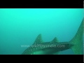 The mighty Whale Shark (Rhincodon Typus)