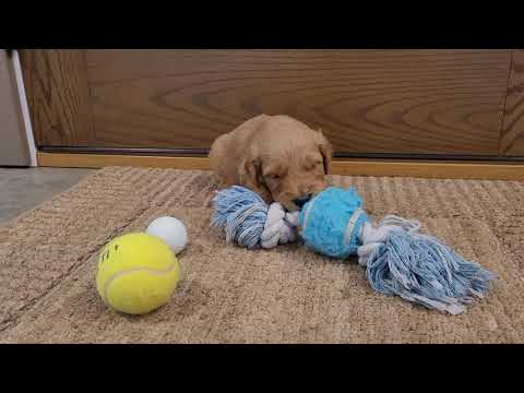 Meet Harley he will be the best puppy ever