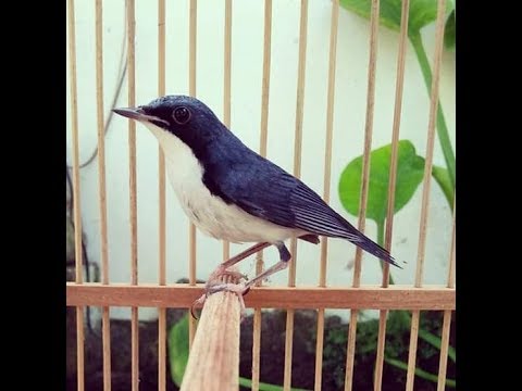 download lagu mp3 mp4 Siberian Blue Robin, download lagu Siberian Blue Robin gratis, unduh video klip Siberian Blue Robin