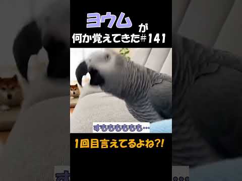 ヨウムが何か覚えてきた#141