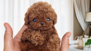 Funny and Cute Poodle Compilation NEW