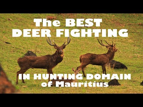 Top Death Battle Deer fighting in hunting domain of Mauritius / Combat de cerfs Ile Maurice