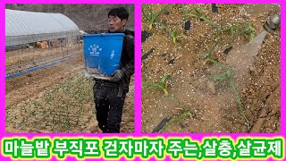 마늘 크고 오래저장 하려면 부직포 걷자마자 하는것들~ 마늘추비,살충제,살균제,고자리파리약,녹병,잎마름병 귀농…