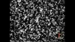 LES THUGS &quot;Stop The War&quot; (OFFICIAL VIDEO)